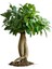Videolu Ginseng Bonsai 1 Adet Saksılı 40-60 cm İç Mekan Salon Ofis Bitkisi (Ficus Microcarpa) 2