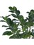 Videolu Ginseng Bonsai 1 Adet Saksılı 40-60 cm İç Mekan Salon Ofis Bitkisi (Ficus Microcarpa) 4
