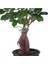 Videolu Ginseng Bonsai 1 Adet Saksılı 40-60 cm İç Mekan Salon Ofis Bitkisi (Ficus Microcarpa) 5