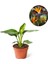Mini Saksıda Starliçe Cennet Kuşu Çiçeği 15-25 cm 1