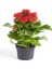 Kalanşo Çiçeği 2 Adet Mini Saksılı Sarı - Kırmızı 10 - 15 cm İç Mekan Salon Bitkisi (Kalanchoe) 2
