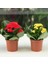 Kalanşo Çiçeği 2 Adet Mini Saksılı Sarı - Kırmızı 10 - 15 cm İç Mekan Salon Bitkisi (Kalanchoe) 4