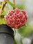 Videolu Pembe Mum Çiçeği Hoya 1 Adet Saksılı/Tüplü 10-20 cm İç Mekan Salon Bitkisi(Pink Hoya Carnosa) 1