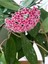 Videolu Pembe Mum Çiçeği Hoya 1 Adet Saksılı/Tüplü 10-20 cm İç Mekan Salon Bitkisi(Pink Hoya Carnosa) 2