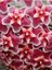 Videolu Pembe Mum Çiçeği Hoya 1 Adet Saksılı/Tüplü 10-20 cm İç Mekan Salon Bitkisi(Pink Hoya Carnosa) 3