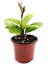 Videolu Pembe Mum Çiçeği Hoya 1 Adet Saksılı/Tüplü 10-20 cm İç Mekan Salon Bitkisi(Pink Hoya Carnosa) 4