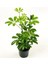Şeflera-Schefflera Bitkisi 50-70 cm 1