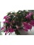 Mor Yılbaşı Çiçeği Fidanı Saksılı 3