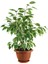 Videolu Alacalı Benjamin Bitkisi 1 Adet Saksılı/Tüplü 60-90 cm Ofis Bitkisi(Ficus Starlightt) 1