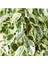Videolu Alacalı Benjamin Bitkisi 1 Adet Saksılı/Tüplü 60-90 cm Ofis Bitkisi(Ficus Starlightt) 2