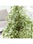 Videolu Alacalı Benjamin Bitkisi 1 Adet Saksılı/Tüplü 60-90 cm Ofis Bitkisi(Ficus Starlightt) 3