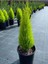 Limon Kokulu Limoni Servi Cupressus Ev Ofis Salon Çamı 30-45 cm 1