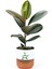 Dekoratif Saksılı Ficus Elastica Midi Boy Kauçuk Çiçeği 1 Adet Saksılı 20-45 cm 1
