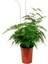 Videolu Salon Tülü Kuşkonmaz Bitkisi 1 Adet 25-40 cm İç Mekan Salon Ev Bitkisi Ofis(Asparagus) 3