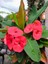 Videolu Kırmızı Dikenler Tacı Kaktüs 1 Adet Saksılı 20-40 cm İç Mekan Hediyelik Bitki(Euphorbia) 3