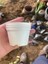 Katı Plastik Sukulent Saksısı 20 Adet Beyaz (5.5 cm) 3