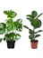 Dolgun Formlu Deve Tabanı 60-65 cm Kauçuk 60-70 cm 2'li Set Salon Ofis Bitkileri 2