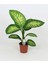 Difenbahya Tropik Salon Bitkisi Tropic Snow 50 - 70 cm 1