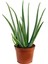 Aloe Vera Bitkisi Tıbbi Sarısabır Cilt İçin Uygun Jel Aleovera 30 - 40 cm 1