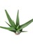 Aloe Vera Bitkisi Tıbbi Sarısabır Cilt İçin Uygun Jel Aleovera 30 - 40 cm 2