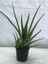 Aloe Vera Bitkisi Tıbbi Sarısabır Cilt İçin Uygun Jel Aleovera 30 - 40 cm 3