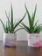 Aloe Vera Bitkisi 40-60 cm 1