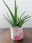 Aloe Vera Bitkisi 40-60 cm 2