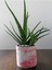 Aloe Vera Bitkisi 40-60 cm 3