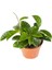 Mum Çiçeği Kırmızı 20-25 cm Ev Salon Bitkisi Hoya Carnosa İç Mekan Bitkisi 2