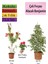 Beyaz Alacalı Benjamin Bitkisi+ Fırça Çalısı+ Gül Fidanı 1