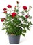 Yediveren Kokulu Kırmızı Gül Fidanı 30-50 cm+BUZ Çiçeği 2