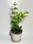 Mis Kokulu Katmerli Ful Yasemin Çiçeği 1 Adet Saksılı 40-60 cm(JASMINUM Sambac) 2