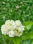 Mis Kokulu Katmerli Ful Yasemin Çiçeği 1 Adet Saksılı 40-60 cm(JASMINUM Sambac) 3