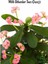 Pink Euphorbia Milii Dikenler Tacı Çiçeği Pembe Renk 15-25 cm 2