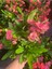 Pink Euphorbia Milii Dikenler Tacı Çiçeği Pembe Renk 15-25 cm 3