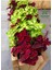 Özel Tür Yaprak Güzeli Çiçeği 3 Adet Mini Saksıda Kolyos(Coleus) 1