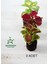 Özel Tür Yaprak Güzeli Çiçeği 3 Adet Mini Saksıda Kolyos(Coleus) 2