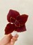 Özel Tür Yaprak Güzeli Çiçeği 3 Adet Mini Saksıda Kolyos(Coleus) 3
