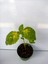 Özel Tür Yaprak Güzeli Çiçeği 3 Adet Mini Saksıda Kolyos(Coleus) 4