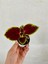 Özel Tür Yaprak Güzeli Çiçeği 3 Adet Mini Saksıda Kolyos(Coleus) 5