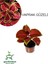 Kahverengi Yaprak Güzeli Çiçeği 1 Adet Kolyos (Coleus) 1