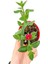 Yediveren Kokulu Kırmızı Gül Fidanı 30-50 cm+BUZ Çiçeği 4