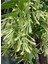 Gece Yasemini (Cestrum Nocturnum) Melisa Çiçeği 1 Adet Saksılı 30-60 cm 1