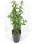 Gece Yasemini (Cestrum Nocturnum) Melisa Çiçeği 1 Adet Saksılı 30-60 cm 2
