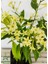 Gece Yasemini (Cestrum Nocturnum) Melisa Çiçeği 1 Adet Saksılı 30-60 cm 3
