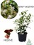 Yoğun Kokulu Arap Yasemin Çiçeği 1 Adet Saksılı/Tüplü 30-60 cm+Yaprak Güzeli 1