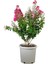Oya Ağacı Pembe Renk 1 Adet Saksılı/Tüplü 30-50 cm Dış Mekan Bitkisi 2