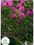 Pembe Renk Oya Ağacı 30-60 cm 1 Adet Saksılı Bahçe Bitkisi(Lagerstroemia Indica) 1