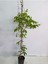 Amerikan Sarmaşığı (Parthenocissus Quinquefolia) Saksılı/Tüplü 45/65 cm 2