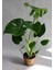 Deeve Tabanı Monstera 1 Adet Saksılı 30-60 cm Ofis Salon Çiçeği 1